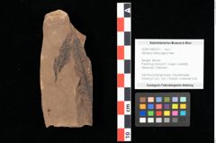 Foto (Objekt + Etikett) von Sphaeria interpungens Heer (NHMW-GEO-2024-0188-0017)